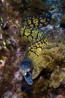 thelovelyseas:  Marbled moray (Muraena helena) with mouth open,