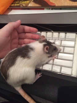 heylola2:  Molly wants to learn to use the clicky machine