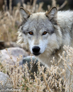 wolfsheart-blog: Wolf by   Steve McKinzie