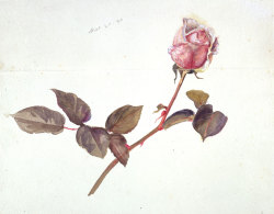 littlesugarplumfairy:  Rose, 25 September 1896 & Pansy,