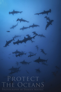 sharksbeingadorable:  Hammerhead sharks