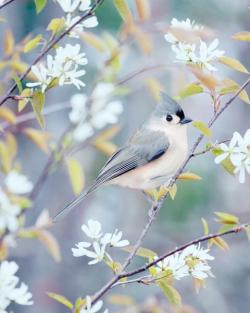 dominion-of-the-red-knight:  “Tufted Titmouse in Spring”