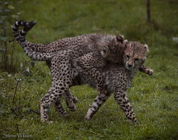 magicalnaturetour:  Cheetah Twins Playing by Steve Wilson - over