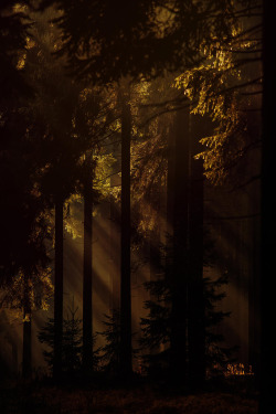 favorite-season:  morning in the wood by Kathrin Köhler  “Though