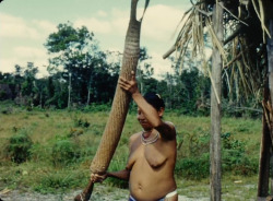   Guyanese woman preparing cassava, from David Attenborough’s