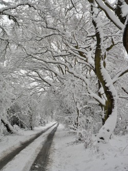 vwcampervan-aldridge:  Thick snow on the trees at Hobs Hole Lane,