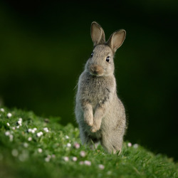 phototoartguy:  Young Rabbit by Robin Lowry on Flickr. 