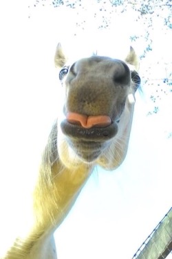 theycallmecaptainkid:  This is my horse and my photo, please