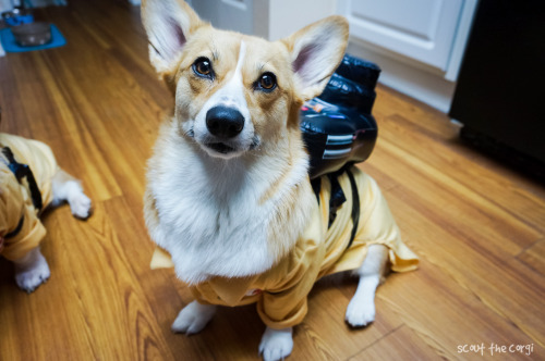gatsbyadventures:  Who you gonna call? Corgbusters! 
