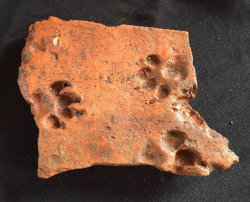 swallowtheseas: sixpenceee: Ancient puppy paw prints found in