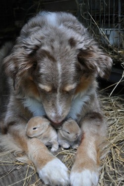 awwww-cute:  Puppy guarding his rabbits (Source: http://ift.tt/1RKAitC)