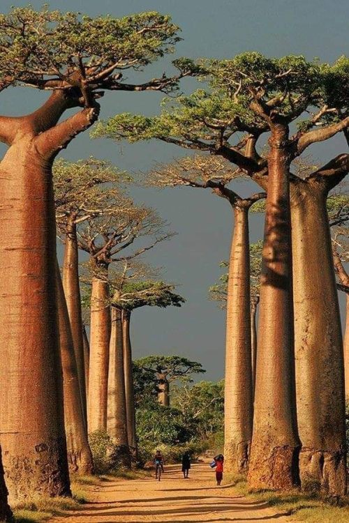 ancientorigins:  The African baobab tree (called the Baobab in