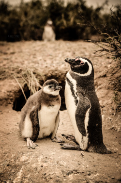 jazzypaophotography:  Mom and baby penguin in Punta Tombo, Chubut,