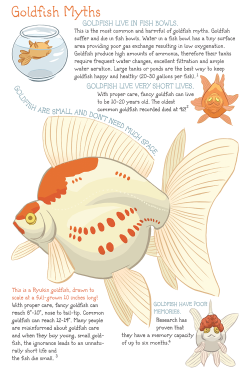 arwensavage:  Goldfish myths are embedded in our culture. Here’s
