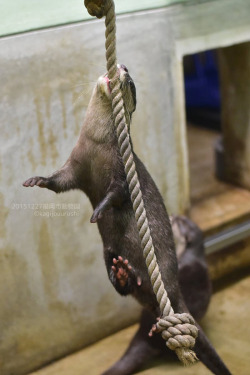 dailyotter:  Otter has JAWS OF STEEL Via kagijouurushi 