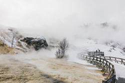 arthurchang:  Steamy Winter Scenes Mammoth Springs, Yellowstone