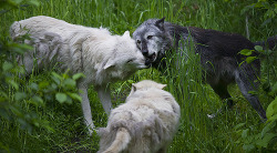 wolveswolves:  By Dan Newcomb Photography 