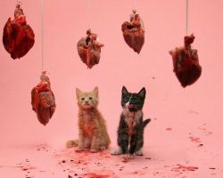 daddy-cum:  blood, hearts, and kitties, now my Daddy just needs