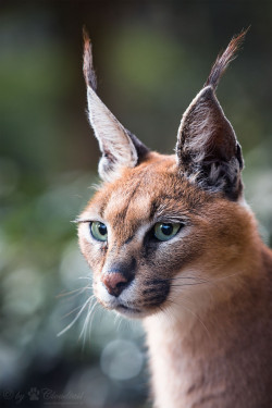 magicalnaturetour:   	Caracal portrait by Cloudtail    	Via Flickr: