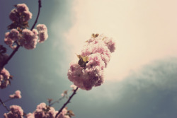 floralls:  14/52 (by SC|Photography) 