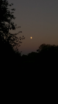 justdavee:  In the Woods last night. Moon became visible as I