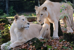 love-personal: Mother and Daughter by Safi