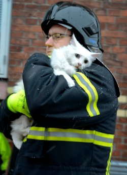 Sweet relief (a fireman carries a rescued cat away from a fire