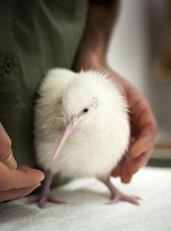 canadian-asian:  The White Kiwi 