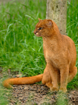 gimme-a-gimmick: fozmeadows:   ainawgsd:  Jaguarundi The jaguarundi