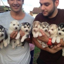 There is nothing sexier than a man with an armful of puppies.