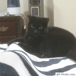 giffindersite:    When your cat powers up before attacking. via