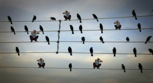 all-time-moe:  a flock of elusive markipigeons@lum1natrix you are a blessing