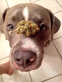 ibleedlsd:  My baby just loves the kush 