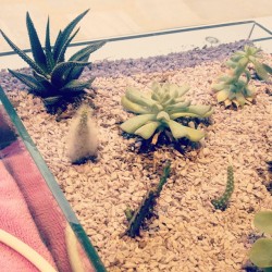 #lovecactus #cactus #loveit #lovely #pretty #plant #like #photo