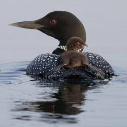 animals-riding-animals:  loon riding loon