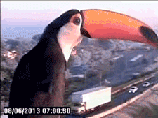 overgifs:  Toucan finds a traffic cam 