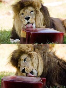 lepreas:  stunningpicture:  Lions are fed frozen blood during