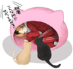 nnanaseharu14:  ネコハウスを覗いたら 