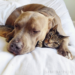 :  Lessons in cuddling: Pit bulls and tabby cat show us how it’s