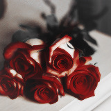 beautiful roses…