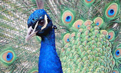 biomorphosis:  Interesting Fact: When the sunlight hit peacock feathers,