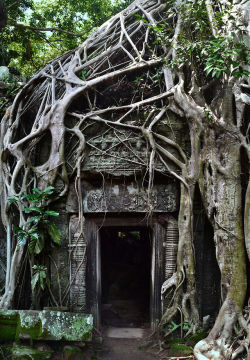 travelthisworld:  Ta Prohm Angkor Wat, Siem Reap, Cambodia |