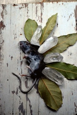 wolftea:poor little mouse encompassed by bay leaves and crystals