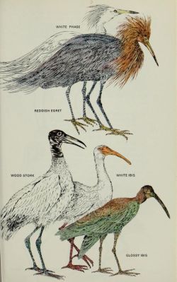 nemfrog:  Large birds of Florida. Everglades Wildguide. 1972.