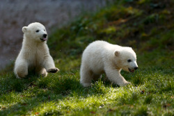 witchedways:  magicalnaturetour:  (Michael Dalder/Reuters)  