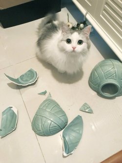 kari-izumi:  chyrsoprases: I hope you like host clubs, cat. 