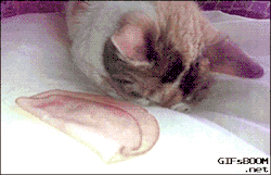 gifsboom:  Video: How to wake up a cat.
