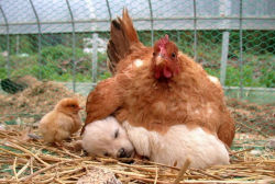 catsbeaversandducks:  Mama Hens And Their Babies Via Bored Panda