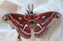 bbyengel: Ceanothus silk moth