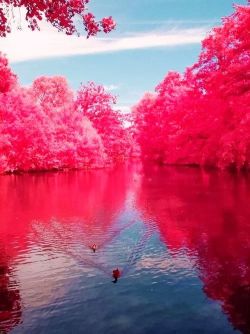 our-amazing-world:  Cherry River, West V Amazing World 